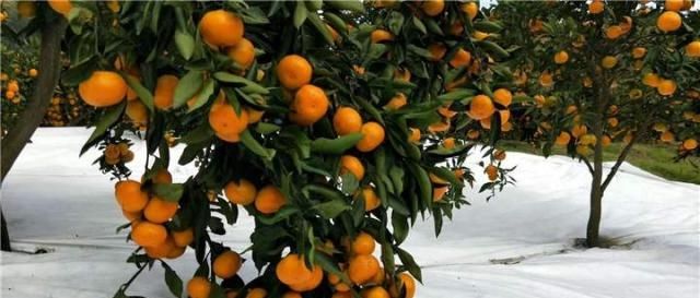  [老王]日本培育的新品种，去年收购价5元一斤，今年涨到8元，果