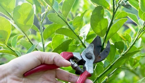  「旺盛」春季绿植管理方法和种植很关键，做好3个方面让绿植旺盛生长