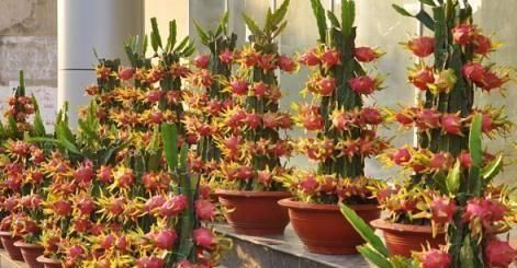  『吃不完』这3种水果，吃完“核”别扔，养成盆栽，来年果子吃不完！