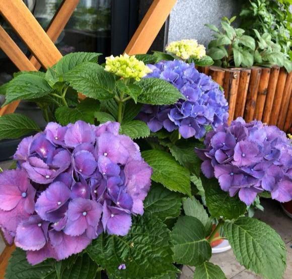 『解决』绣球养的干巴巴?都是心急臭毛病,3招解决干枯问题