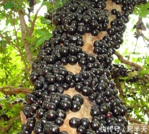 树苗盆栽:开春了,不管阳台大小!建议种这果苗,简单易活,果子随手摘