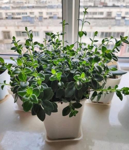  植物：容易上手的小鱼花，一年到头开花，开花像小鱼，呲点水就开花
