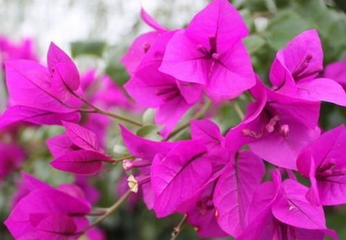  「扦插繁殖」拿这些花“练扦插”，1个月冒花苞，花期开花更漂亮！
