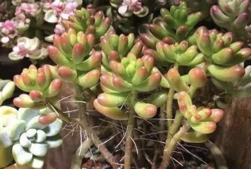  气根■多肉植物长出“小胡须”，表示植株“不健康”，花友们要明白！