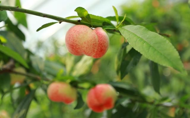  『提前』平谷蟠桃提前20天成熟 崔家庄村推出线上订单预售模式