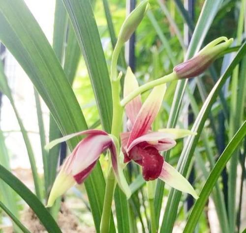 国级:贵为国级极品的兰花,花色艳红无比,花开浓郁幽远,养兰必选佳品