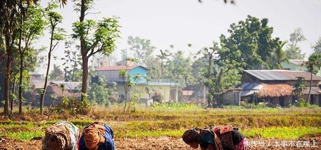 中国的杂交水稻，把尼泊尔的农民吓了一跳！