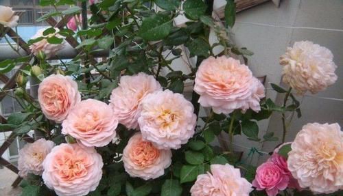  『娇艳』家养此款花卉，开花勤爱爆盆，花开娇艳美不胜收，一年四季都赏花