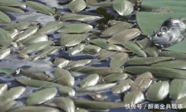 「男子」男子池塘用活老鼠钓鱼,没想到竟收获这种惊喜