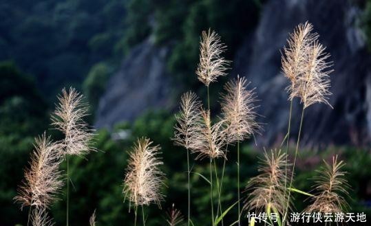 秋日里的芦花，就是最美秋日诗词