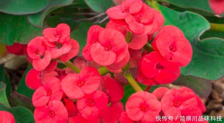「漂亮」“4种花”超耐旱,1个月不浇水,照样养得旺,还开出漂亮的花!
