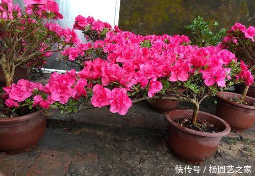  【花本】此花本是中国野花，因受老外追捧，变成中国十大名花之六