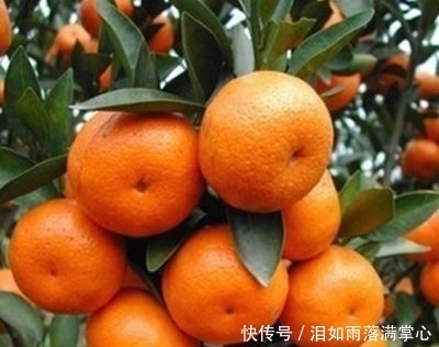  「花叶络石」农村遇到此“瑰宝级”植物，快挖回家摆起来！家人身体越变越棒