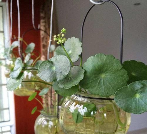  #培好#这2种“植物”，水培比土培好！生根快，叶子绿，更具美观性