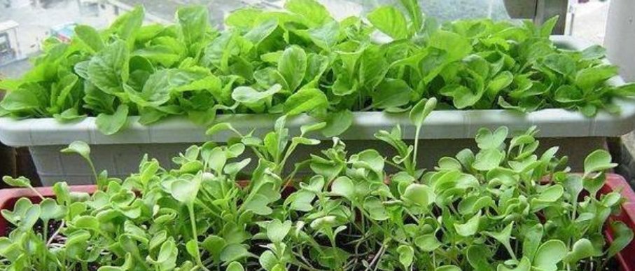 【种植】阳台上最容易种植的“4种蔬菜”生长得快,浇水就行了