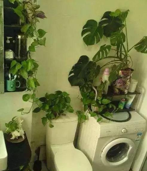  品种的花■家里养花有讲究，4个位置是“禁忌”，养一盆死一盆