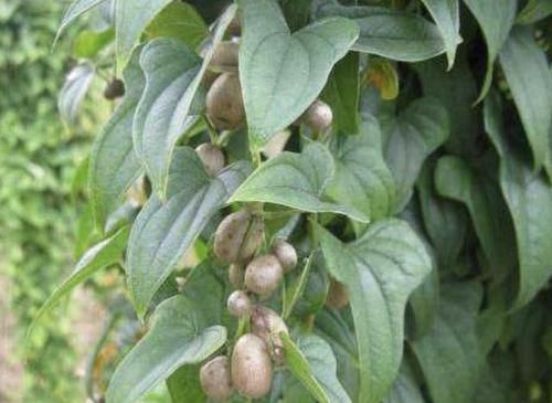  『植物』它被称为“山药豆”，1斤卖到“4元”，儿时会去山上摘，美味！