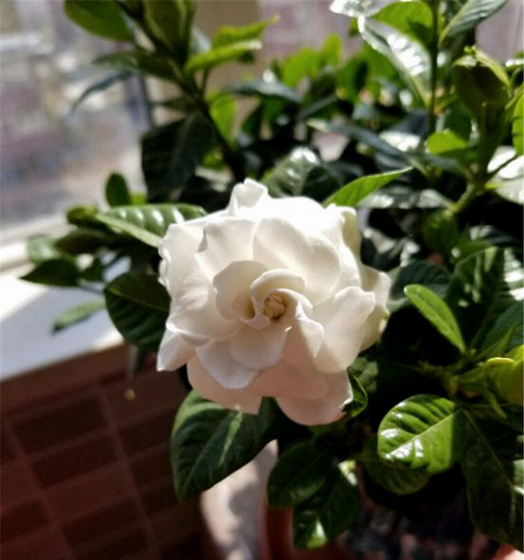  「花开满」栀子花养护离不开的“三大元素”，花开满盆，圆成球！