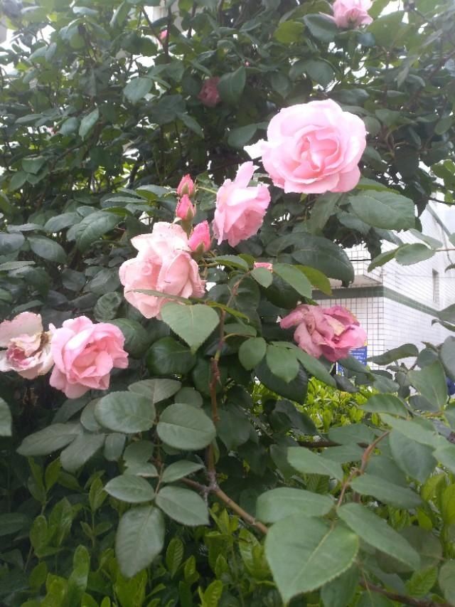 「玫瑰花」玫瑰花儿朵朵开，春风吹过翩翩舞。