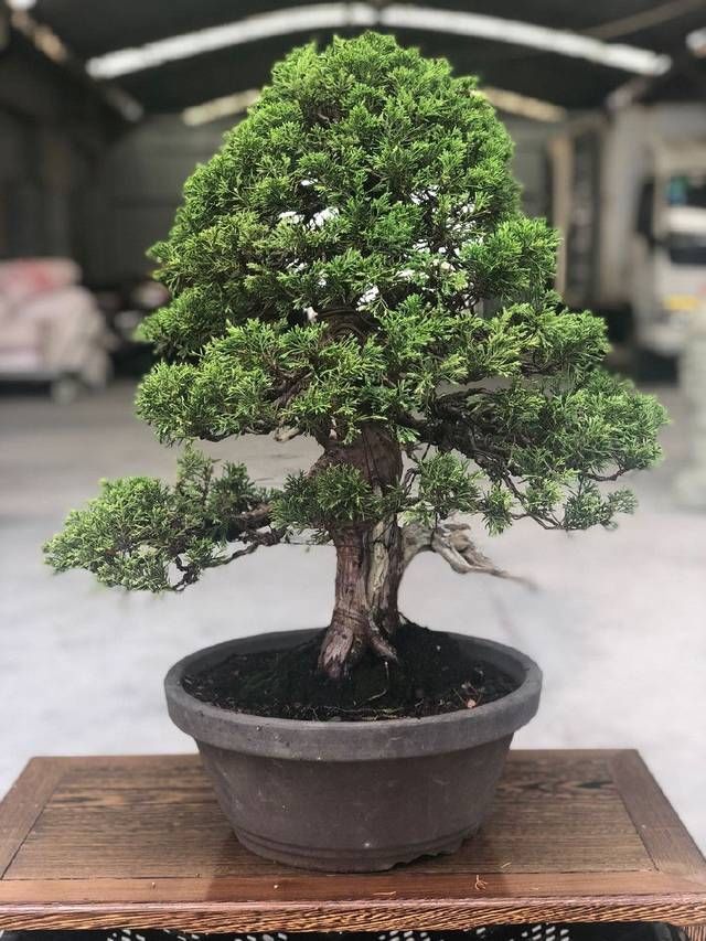  『来看第』农村老伯分享的几盆真柏树盆景，盆盆都是精品，不同角度不同的美