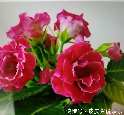 「地皮」一种草花“贴着地皮长”,叶子剁碎也发芽,又长出棵棵小牡丹