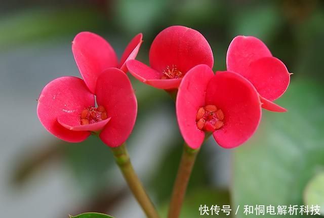  艳丽@喜欢养花就养此3种，开花艳丽味道香，家里养一盆，养出小花园
