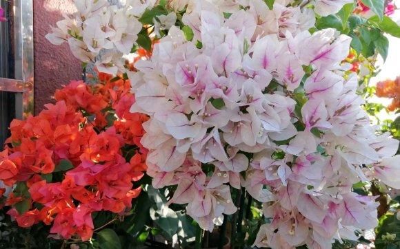 『三角梅』盆栽三角梅,喂点“催花肥”,红花开满枝,花期长达6个月
