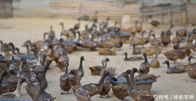 在普通农村中，这些生意投资不大又好做，不妨看看吧！