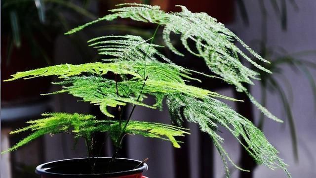  长新芽@文竹做好这4个放心，不愁不长叶，开春呼呼冒新芽