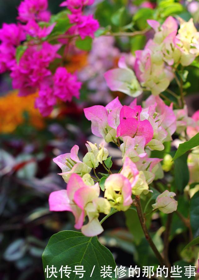  『催花』养三角梅，3个催花小手段要知道，花量猛增，一开就是大半年！
