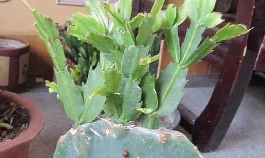  「兰更」一盆花，两种植物，嫁接后的蟹爪兰更高雅，掌握要点，你也是大神