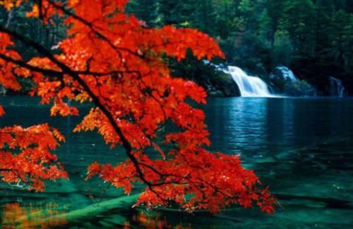 我国面积最大“枫叶景区”！比香山大180倍？是中国的阿尔卑斯！