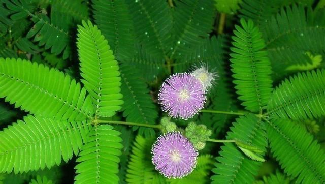 『头晕』家中有老人最好避免养护这些植物,头晕胸闷可不是闹着玩的!