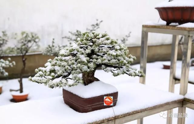 一组盆景作品欣赏，雪中赏盆景，别具一番风韵！