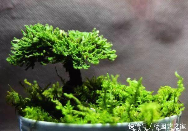  【枯草】农村的致富草，号称沾水就活，观赏性很高，很多人却养成“枯草”