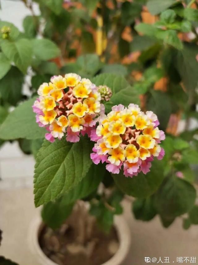  「春天」40种小野花，春天开得正美，挖几棵回家，不用买花了！