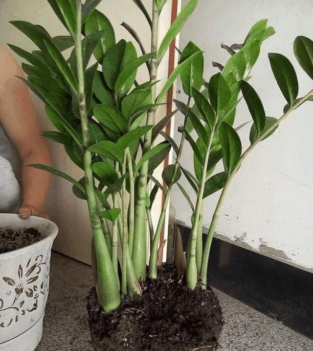  『虎皮』盆土里埋一颗“金丹”，吊兰、虎皮兰，根上长满“白葫芦”