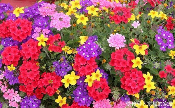 名字|路边6种“热花”，温度高就开花，路边扎堆长，能养成花海