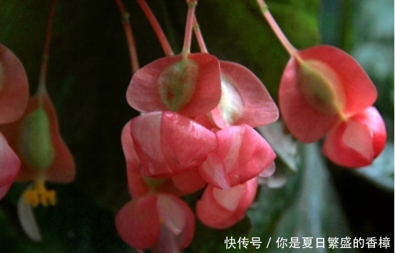 「适合」家里房子比较小，适合养什么花草？这几种可以考虑一下