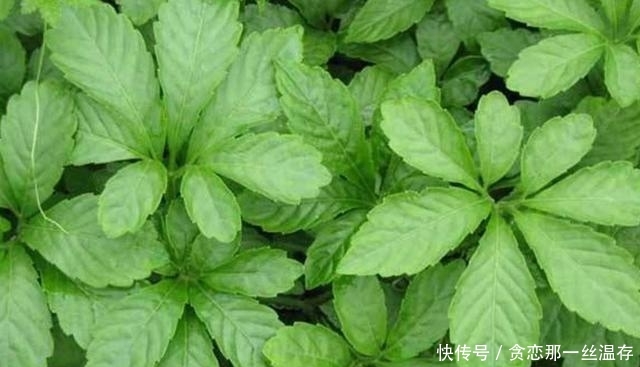 这类野草在村落称是“不老长命药草”，此刻市场上100元一斤！