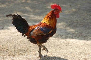 新品种长尾巴公鸡价值昂贵，市民却坦言：白送也不敢吃