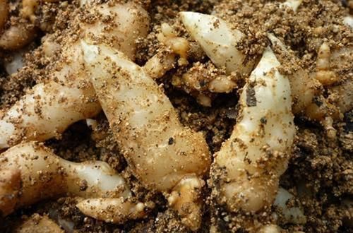  种植@山里人称“一根棍”的野草，根茎珍贵，城里1000块钱一斤买断货