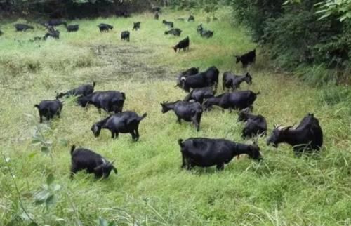  养殖|国家大力扶植养殖业，这四个养殖项目投资“有前景”，回报