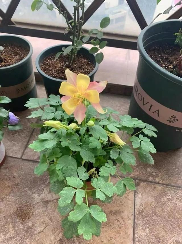  长达：这花名字土掉渣，开花却特美，花期长达3个月