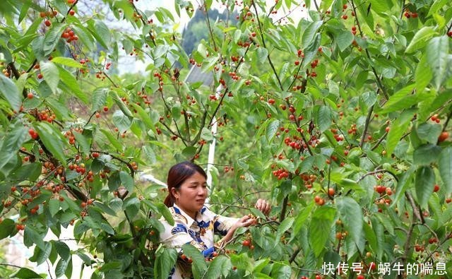  [桃种植基地]贵州黔西：深山樱桃甜