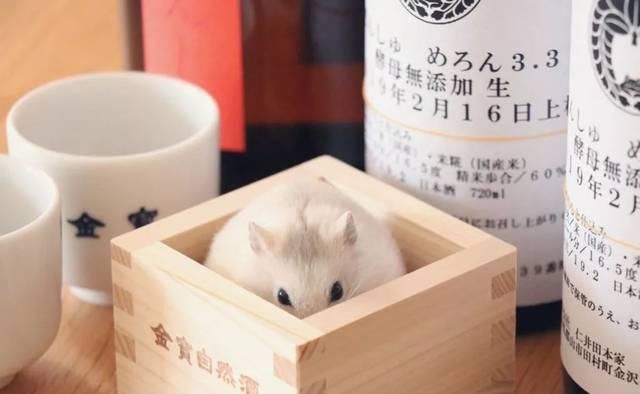  [讨人喜欢]这只呆萌的仓鼠爆火！又圆又胖，讨人喜欢到发生爆炸