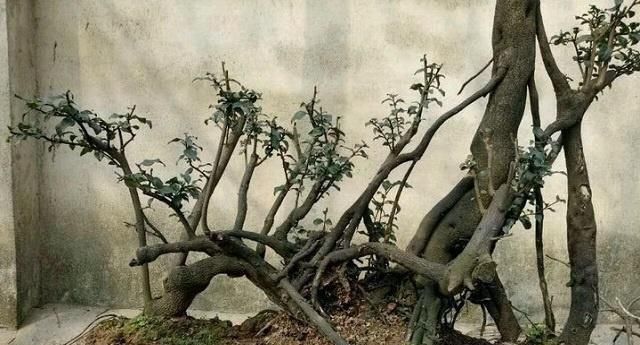 「山上」山上这野树,过去当柴烧,今珍贵过黄花梨,制成盆景一株上千元