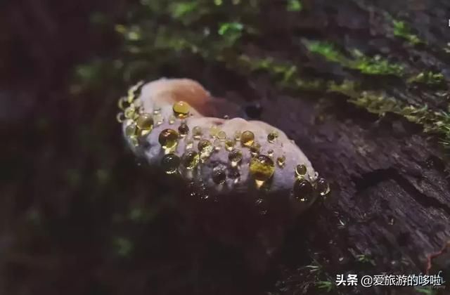 名副其实超值海岛！20元吃大虾，人均200住酒店，顺便考下潜水证