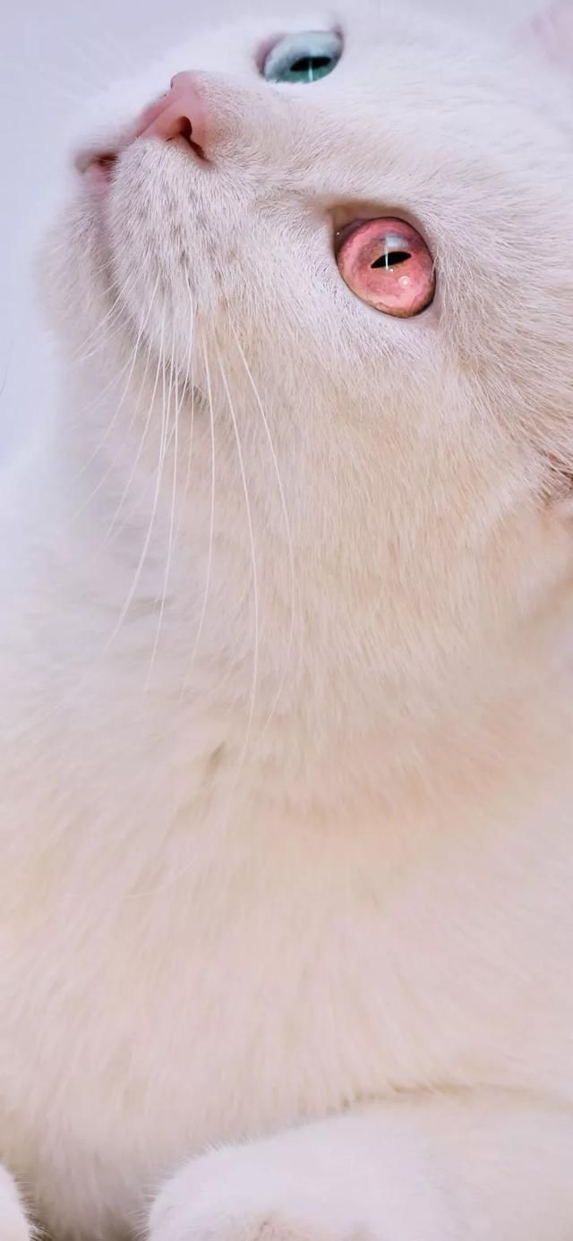  『星球』80张超可爱的猫咪壁纸丨我来自喵星球，来地球只是为了遇见你