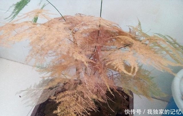 移到阴凉通|晒不得的“4种花”,天热赶紧搬到“阴凉地”,不然难度夏